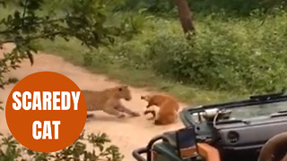 Sleeping dog manages to scare off massive leopard