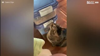 Gato descobre como abrir a caixa da comida!