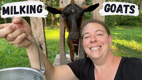 How We Milk Our Goats | Morning Milking Routine