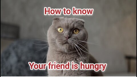 How to know your cat is hungry.