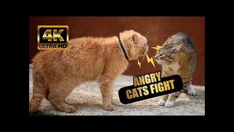 Angry Cat - Street Fighting Cats