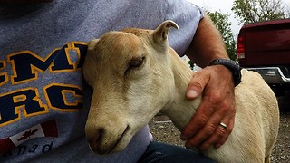 Affectionate Goat Loves Being Pet Like A Puppy