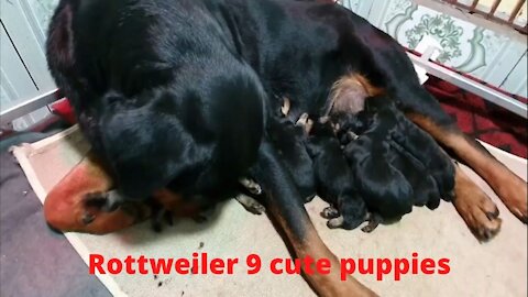 Top Rottweiler has 9 cute Puppies l Cute Animals l funny video 2021 l funny fail 2021
