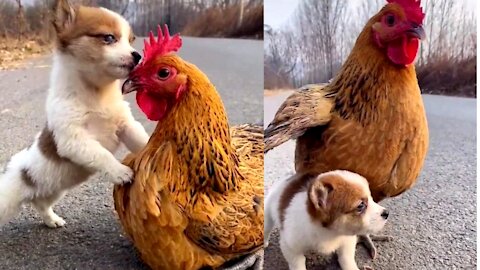 Funny poppy and hen make best friend ! Baby dog and hen loving eatch other amazing video😍