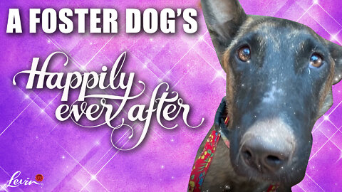 A Foster Dog’s Happily Ever After