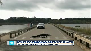 Gator uses crosswalk to cross road