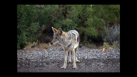 Truck Camping, Off Grid Living: Coyotes EVERYWHERE around my camp!