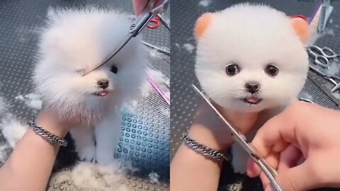 Mini Pomeranian Funny and cute Puppy video