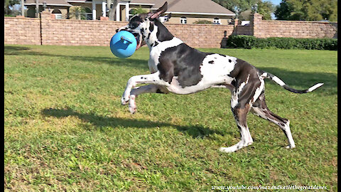 Happy Great Dane Loves To Bounce With His Jolly Ball