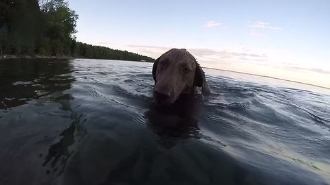 Brave Retriever Dives Underwater For Large-Sized Rocks