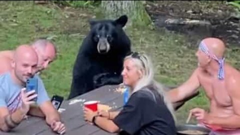 Urso amigável junta-se a pessoas num piquenique