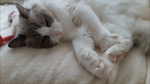 Cat hilariously kneads the air and his leg