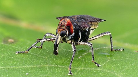 Long-legged weevil mimics fly to fool predators