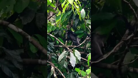 Adolescente Spider Monkey Curious at Our Retreat #shorts #monkey #viral
