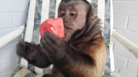 Monkey LOVES Watermelon
