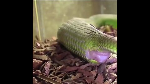 OMG AMAZING - GREEN SNAKE GIVING BIRTH