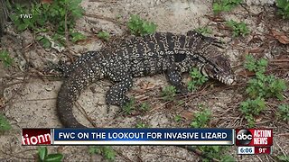 FWC wants your help to stop this large and invasive lizard species