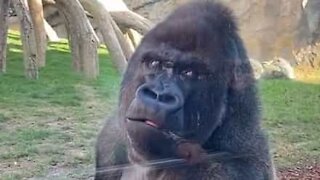 Gorilla has no time to monkey around with zoo visitor