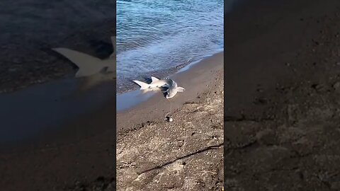 Dinosaur 🦖 fish 🎣 shark caught in large river, looks prehistoric