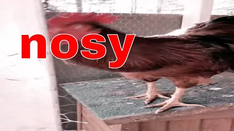 Nosy Rooster