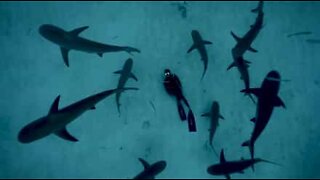 Dykker ligger på havbunden omgivet af hajer