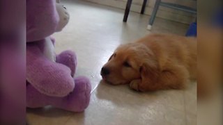 Care Bear Lulls A Golden Retriever Puppy To Sleep