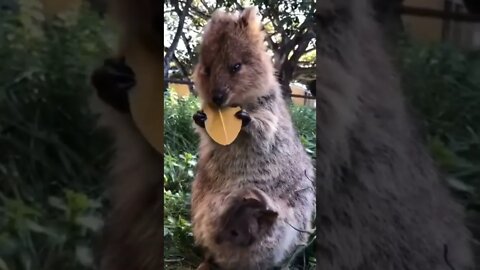 animal breakfast||disney world||Kangaroo||subscriber kaise badhaye