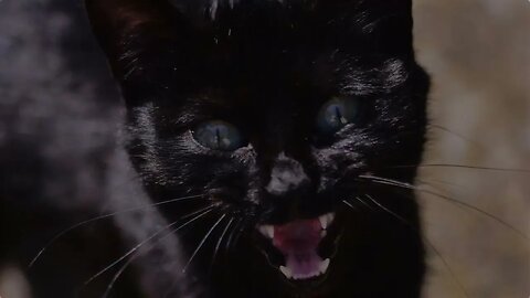 The Black Cat by Edgar Allan Poe Abridged by James Gray