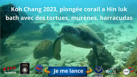 Koh Chang 2023, plongée corail a Hin luk bath avec des tortues, murènes, barracudas et bien d’autre
