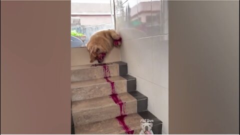 Dog eats dragon fruit and pretend to die