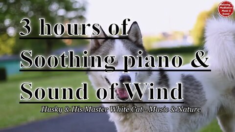 Soothing music with piano and wind sound for 3 hours, calming music to focus and concentrate