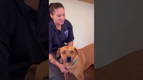 Paw Pals TV: Amber Greene features Mario, the longest shelter resident now ready for adoption.