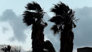 SOUTH AFRICA - Cape Town - Storm uprooted trees in Bellville (Video) (btK)