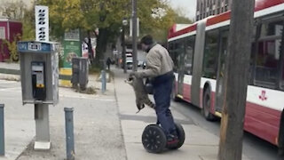 raccoon on segway