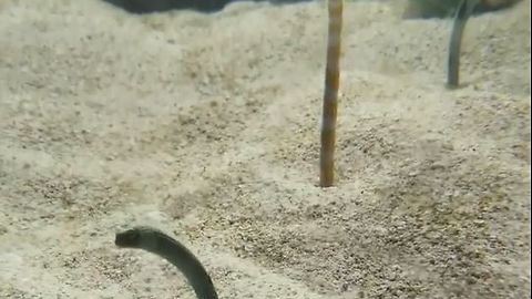 Three Spotted Garden Eel Dancing on The Sand