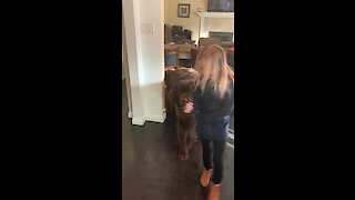 Little girl refuses to leave her giant puppy for school