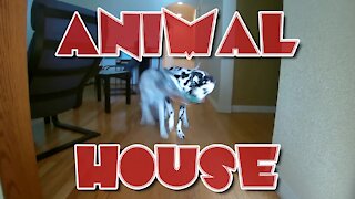 Animal House