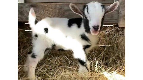 1 Week Old Baby Sheep Playing