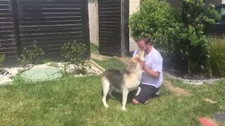 Ce chien est si excité de retrouver son maître!