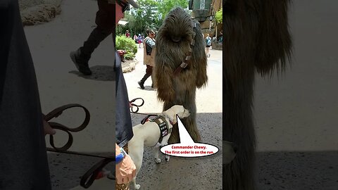 Ollie Reports On The First order To Resistance Leader Chewbacca At Disneys Hollywood Studios #shorts