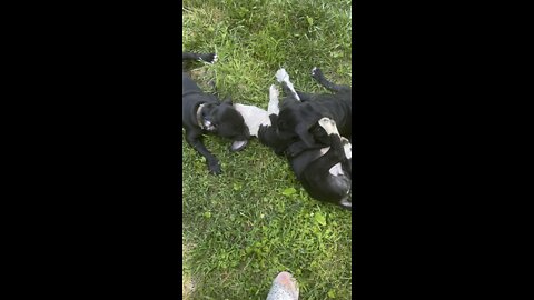 cute puppies playing!!!