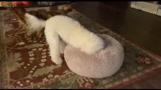 Cão descobre nova utilidade para a sua cama