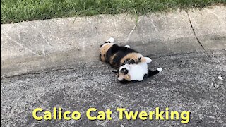 Calico Cat Twerking