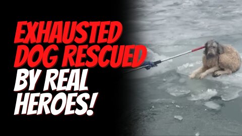 Heartwarming Moment Firefighter Rescues Exhausted Almost Frozen Dog From Icy Detroit River.