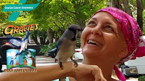 A cancer survivor's guardian angel, Gracie the wild Blue Jay, comes for a visit