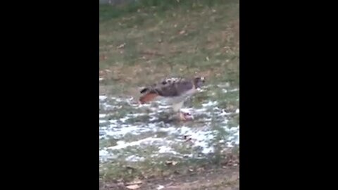 Urban Animals - Hawk Eats Rat Downtown Toronto