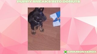 PUPPY SNEAKS INTO DONUTS