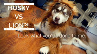 Husky tries on lion Halloween costume, looks majestic