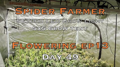 Day 49 Best Lights 2023 Spider Farmer SE7000, Heat Stress, Misleading Snake oil Nutrients BIG BUDS