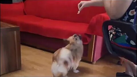 Pekingese dog asks for ice cream.